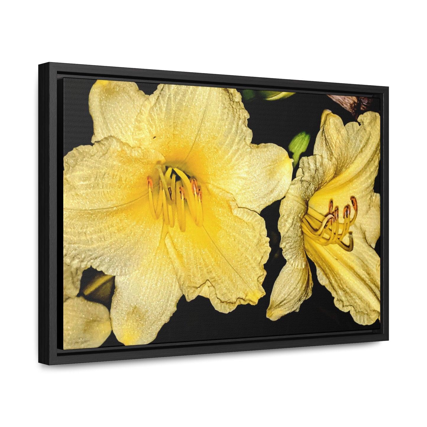 Yellow Flower - Gallery Canvas Wraps, Horizontal Frame