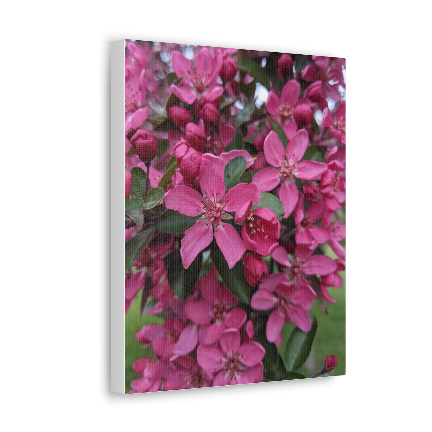 Apple Blossoms - Canvas Gallery Wraps