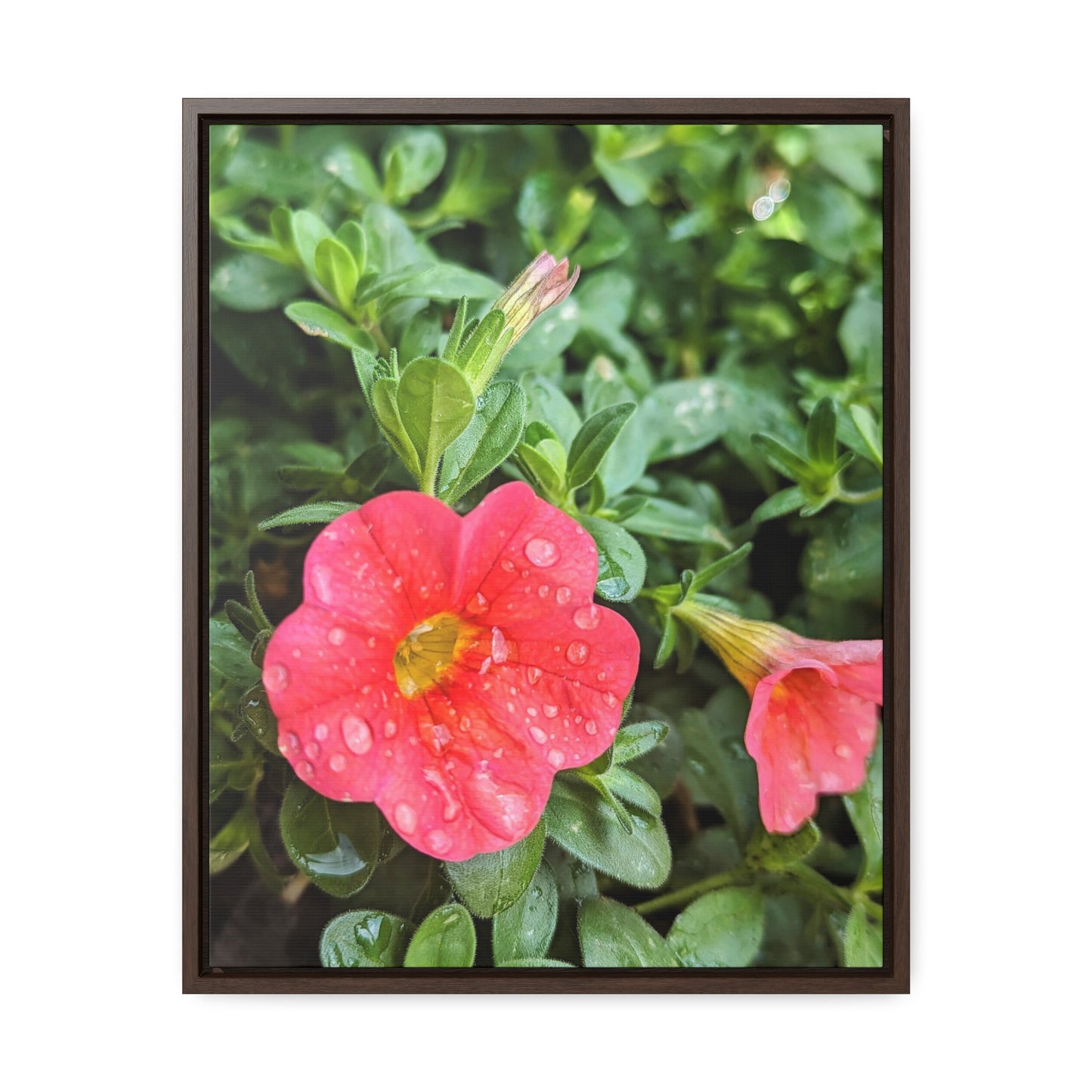 Garden flower after a gentle rain
