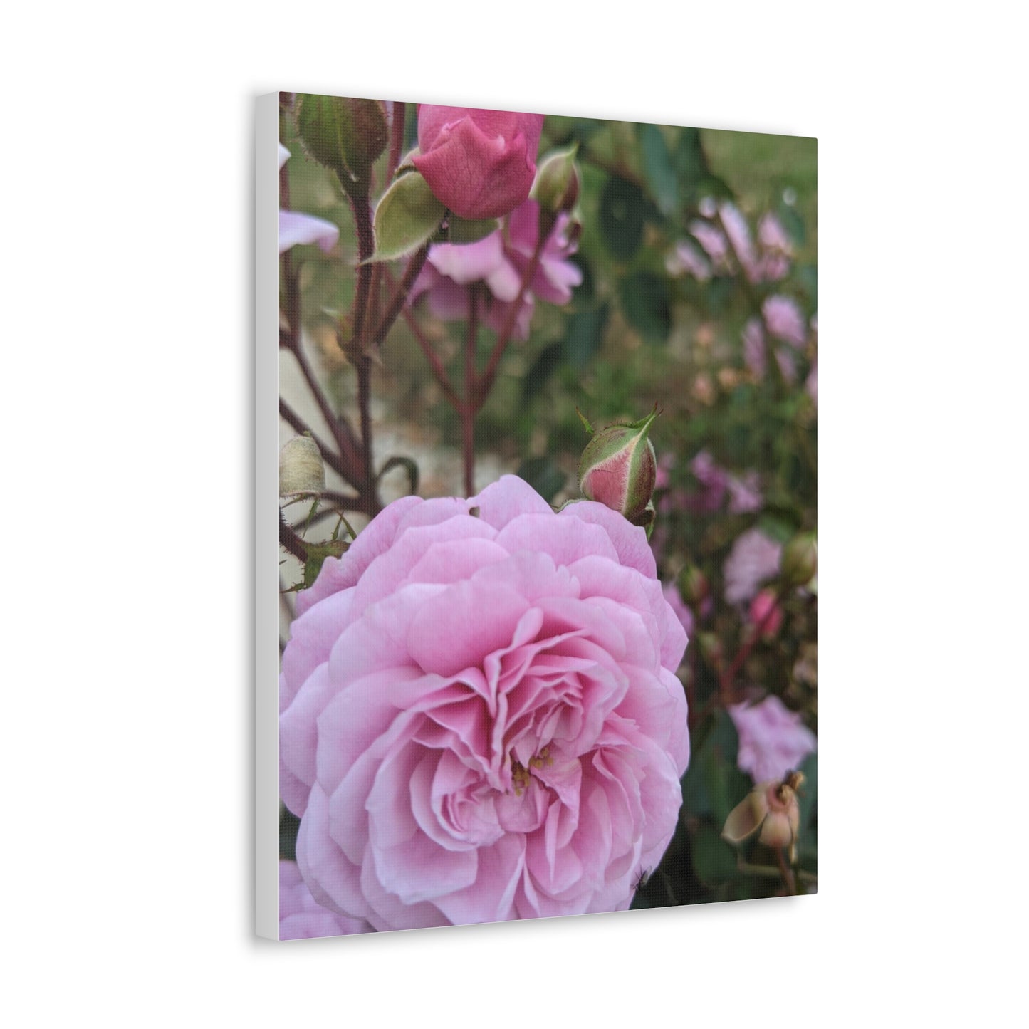 Pink Garden Roses - Canvas Gallery Wraps