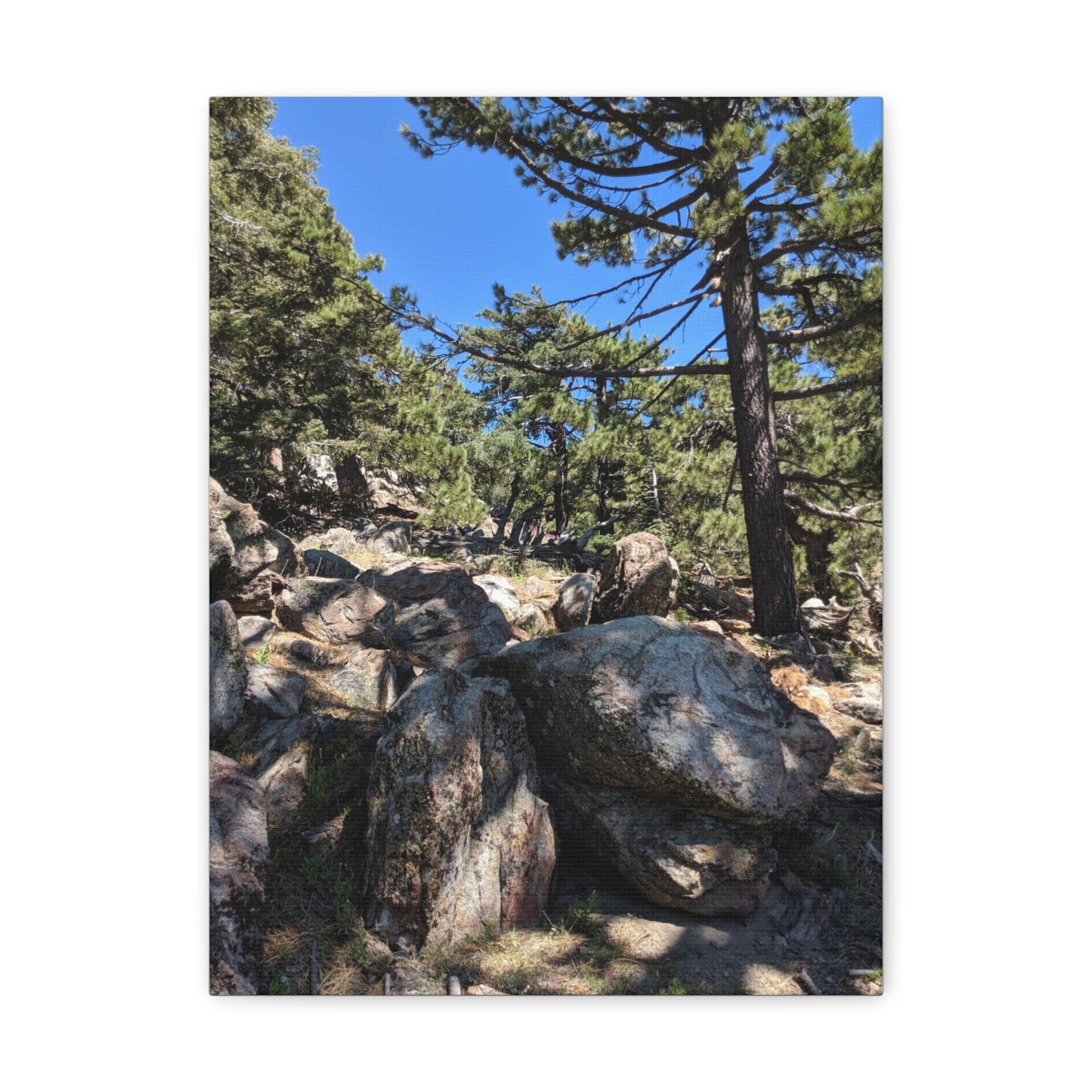 Mount San Jacinto State Park #2 - Canvas Gallery Wraps