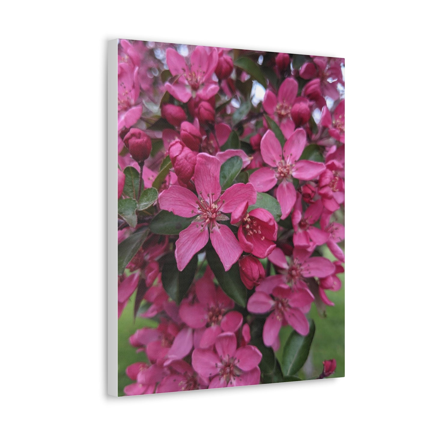 Apple Blossoms - Canvas Gallery Wraps
