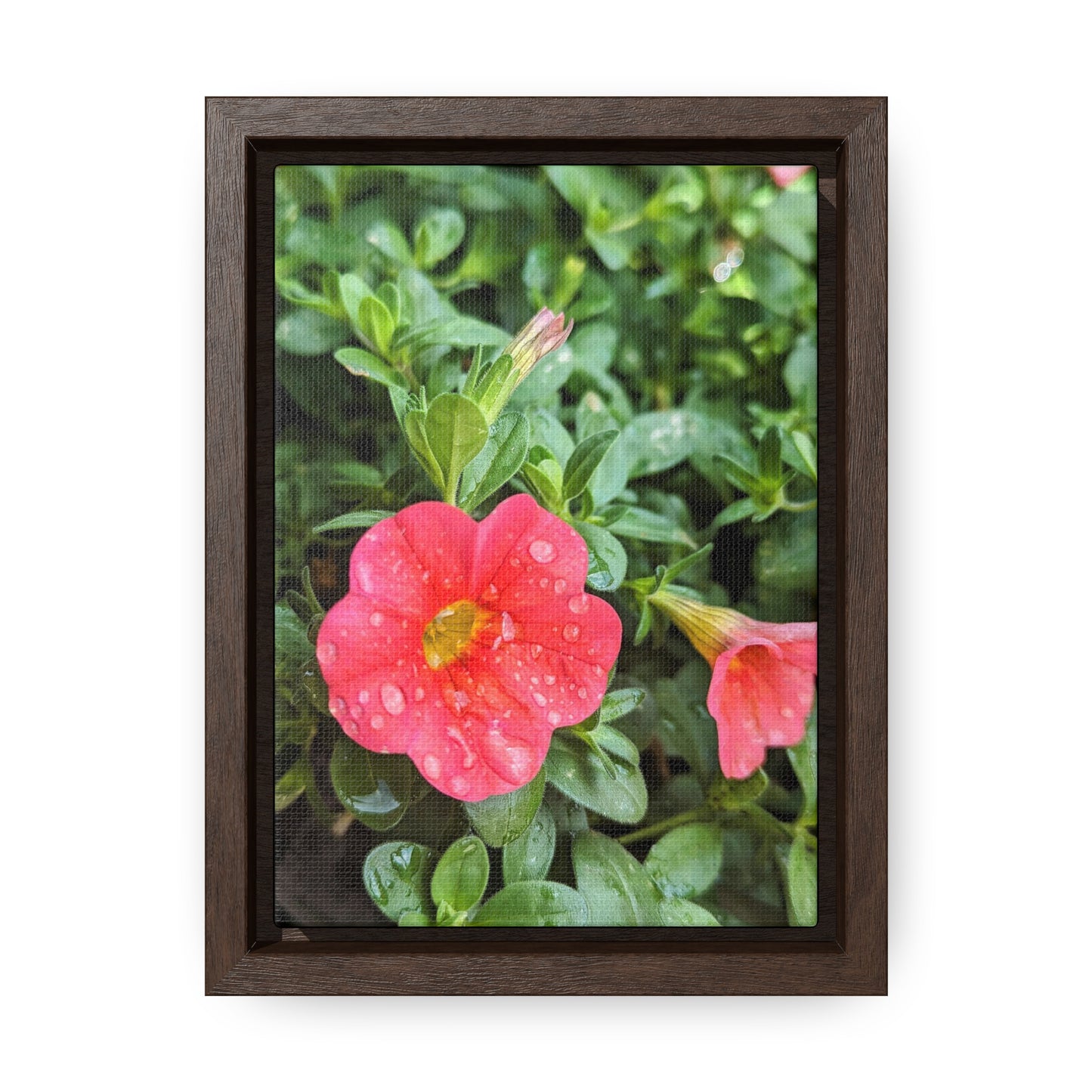 Garden flower after a gentle rain