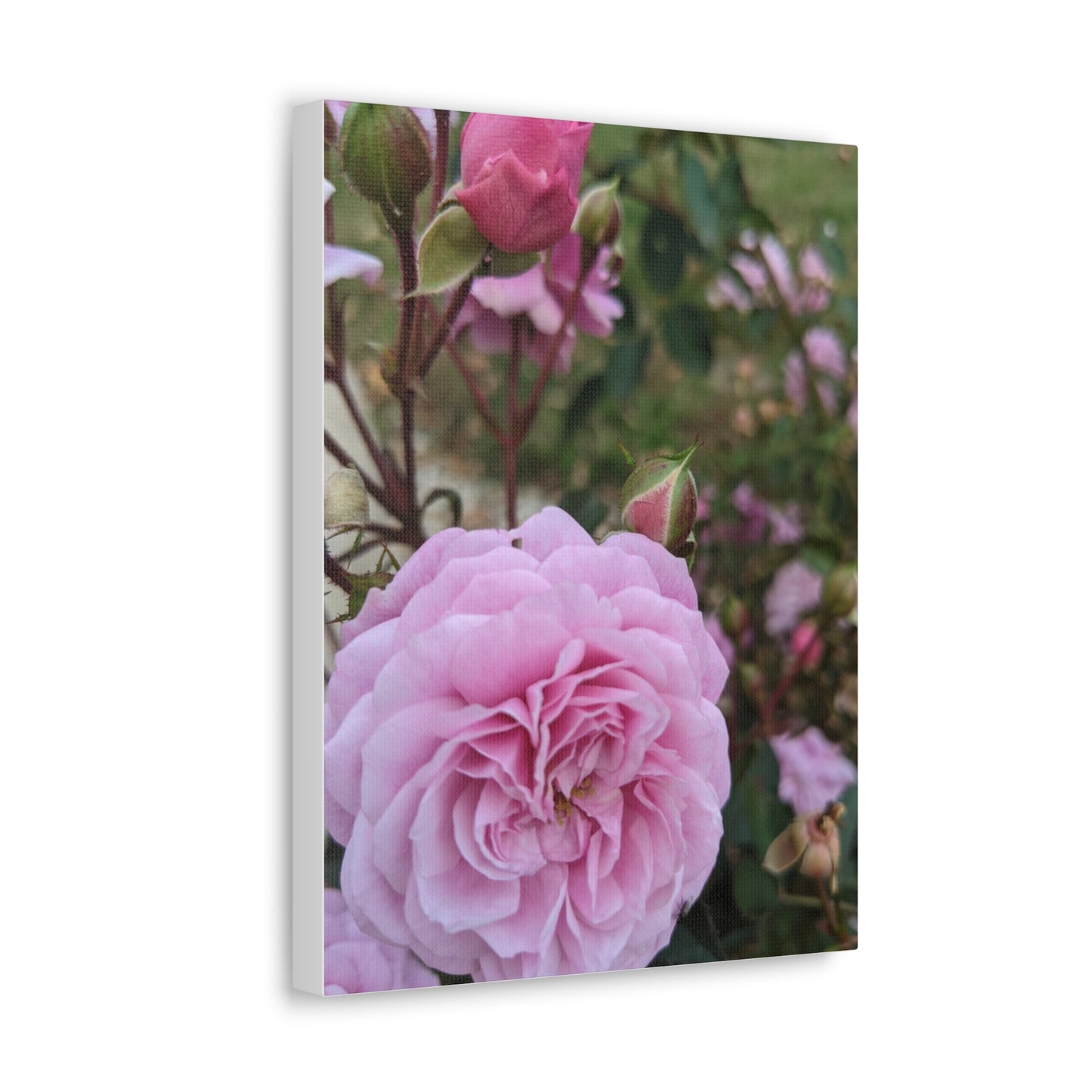 Pink Garden Roses - Canvas Gallery Wraps