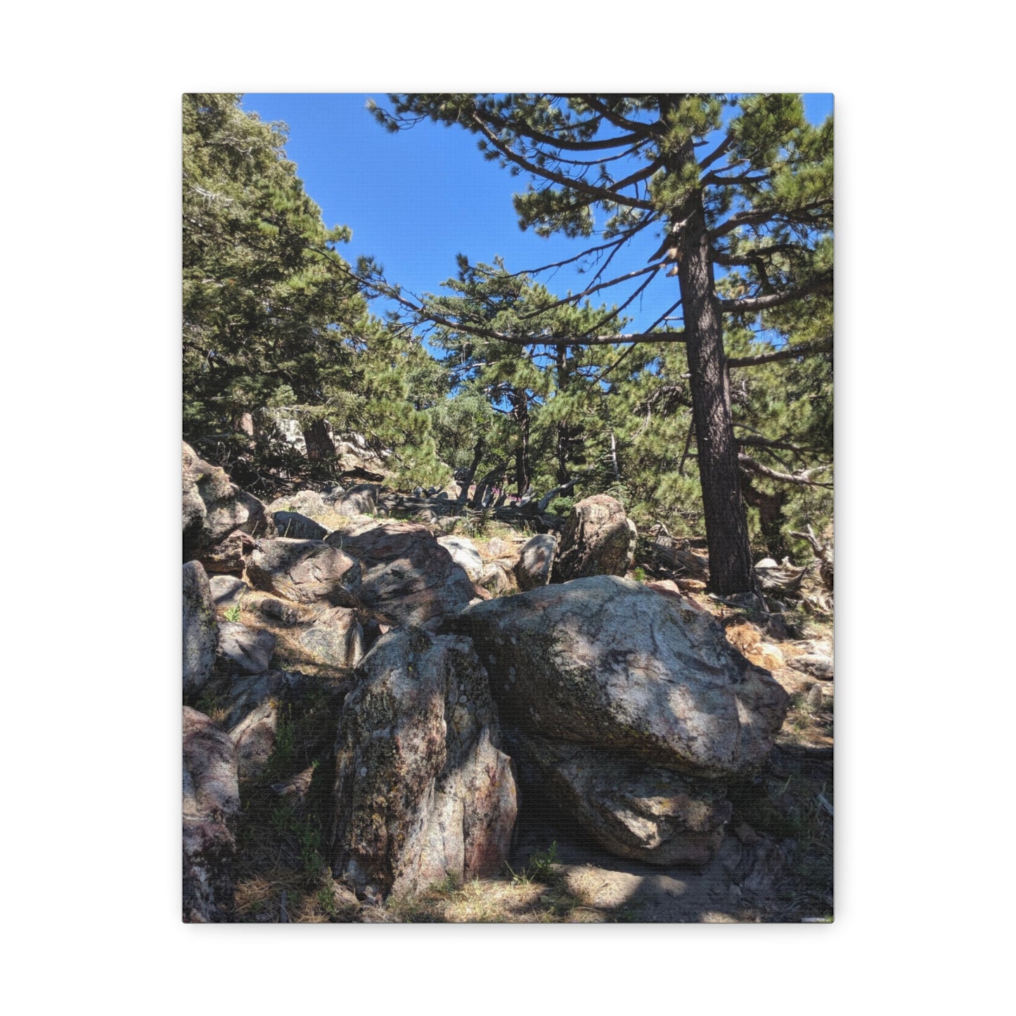 Mount San Jacinto State Park #2 - Canvas Gallery Wraps