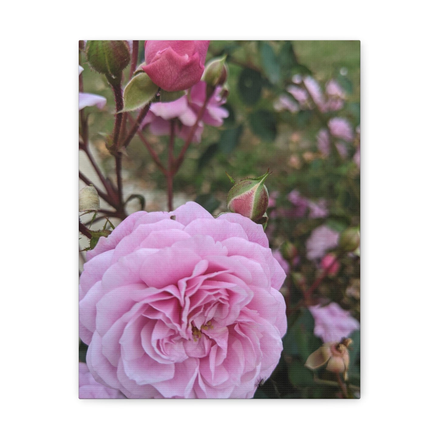 Pink Garden Roses - Canvas Gallery Wraps