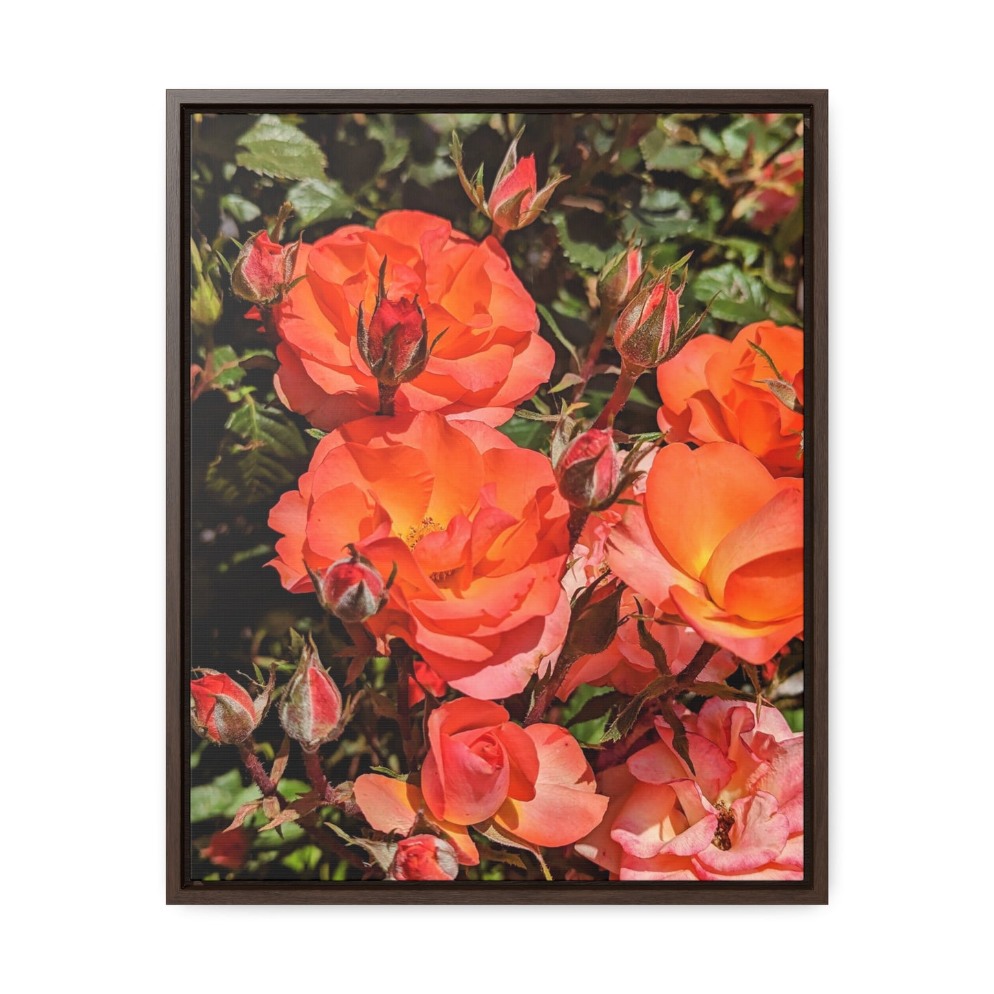 Orange roses