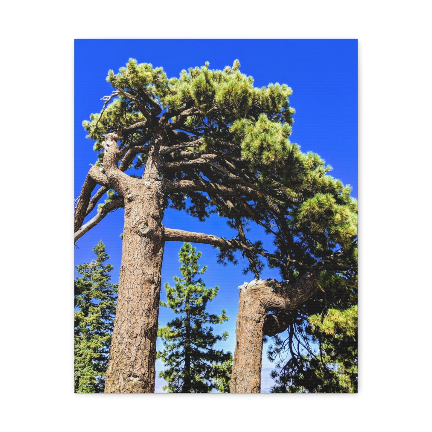 Mount San Jacinto State Park #3 - Canvas Gallery Wraps