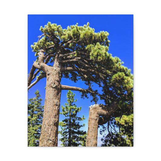 Mount San Jacinto State Park #3 - Canvas Gallery Wraps