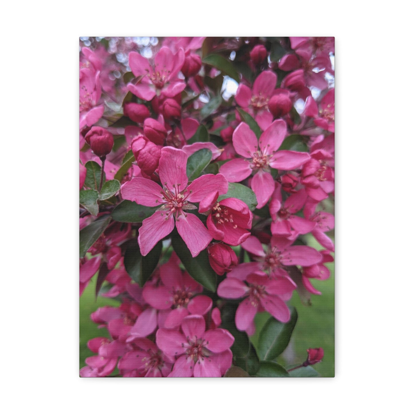 Apple Blossoms - Canvas Gallery Wraps