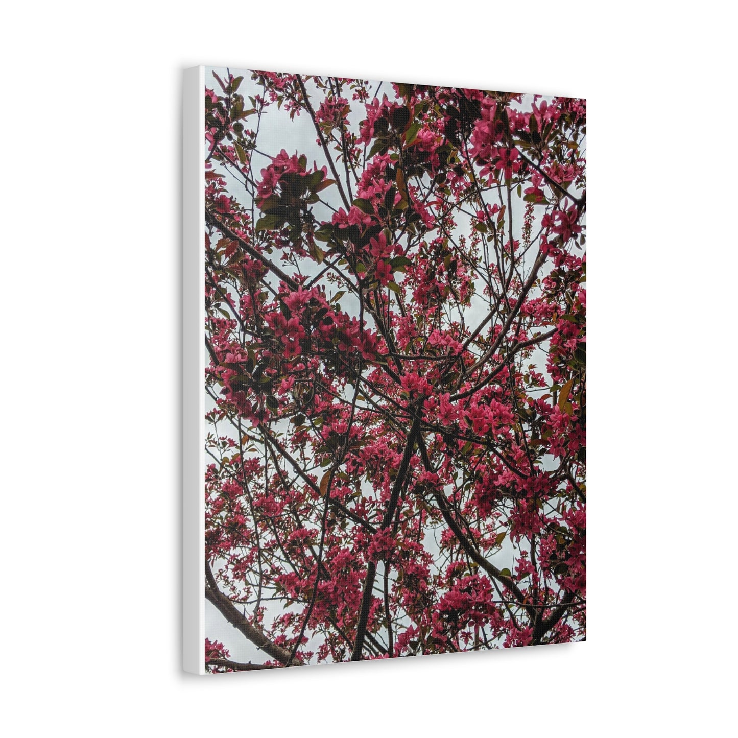 Apple Blossoms on a Grey Day - Canvas Gallery Wraps