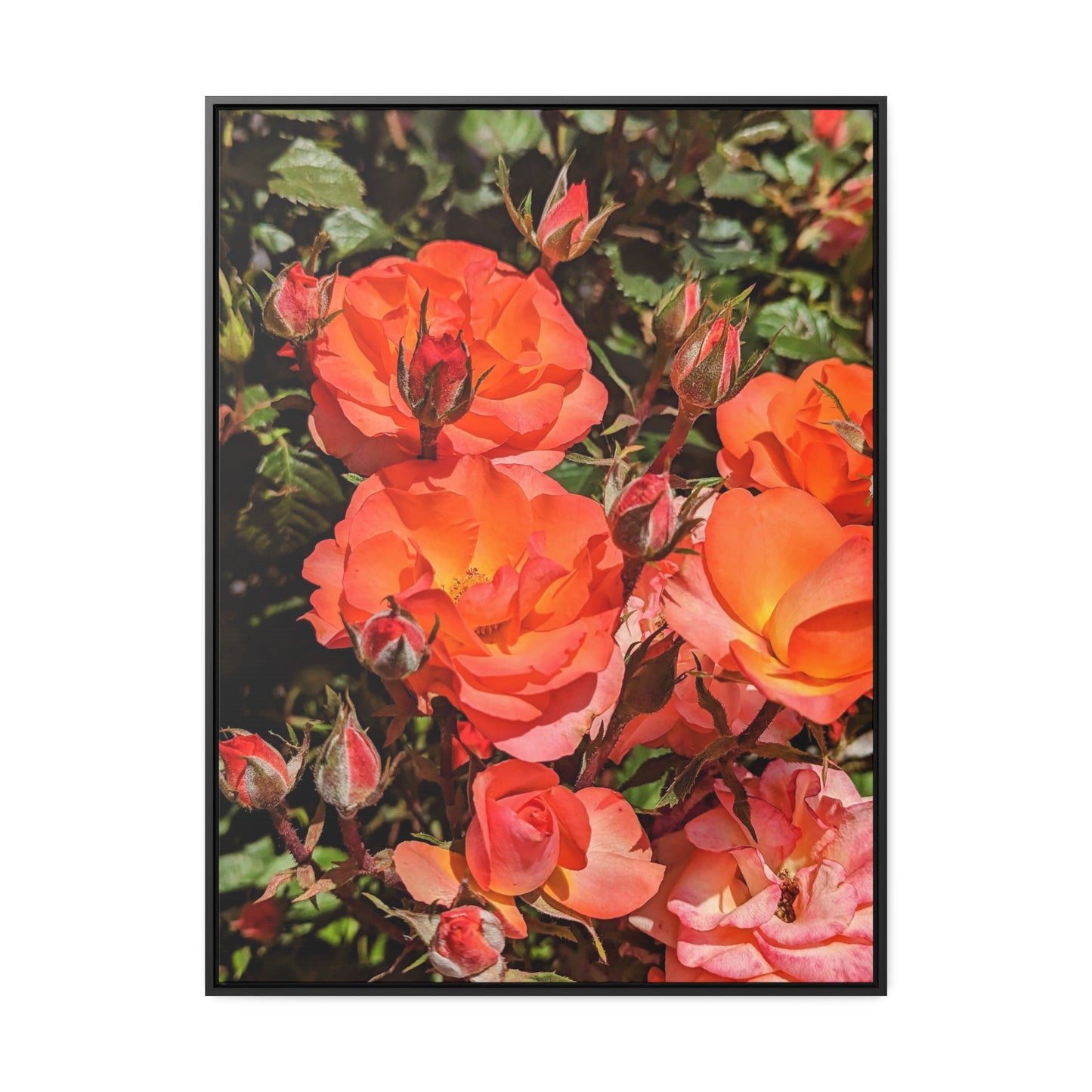 Orange roses