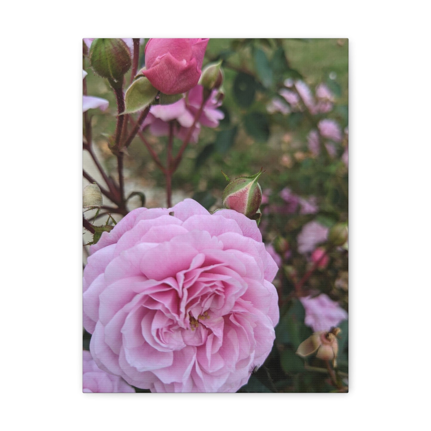 Pink Garden Roses - Canvas Gallery Wraps