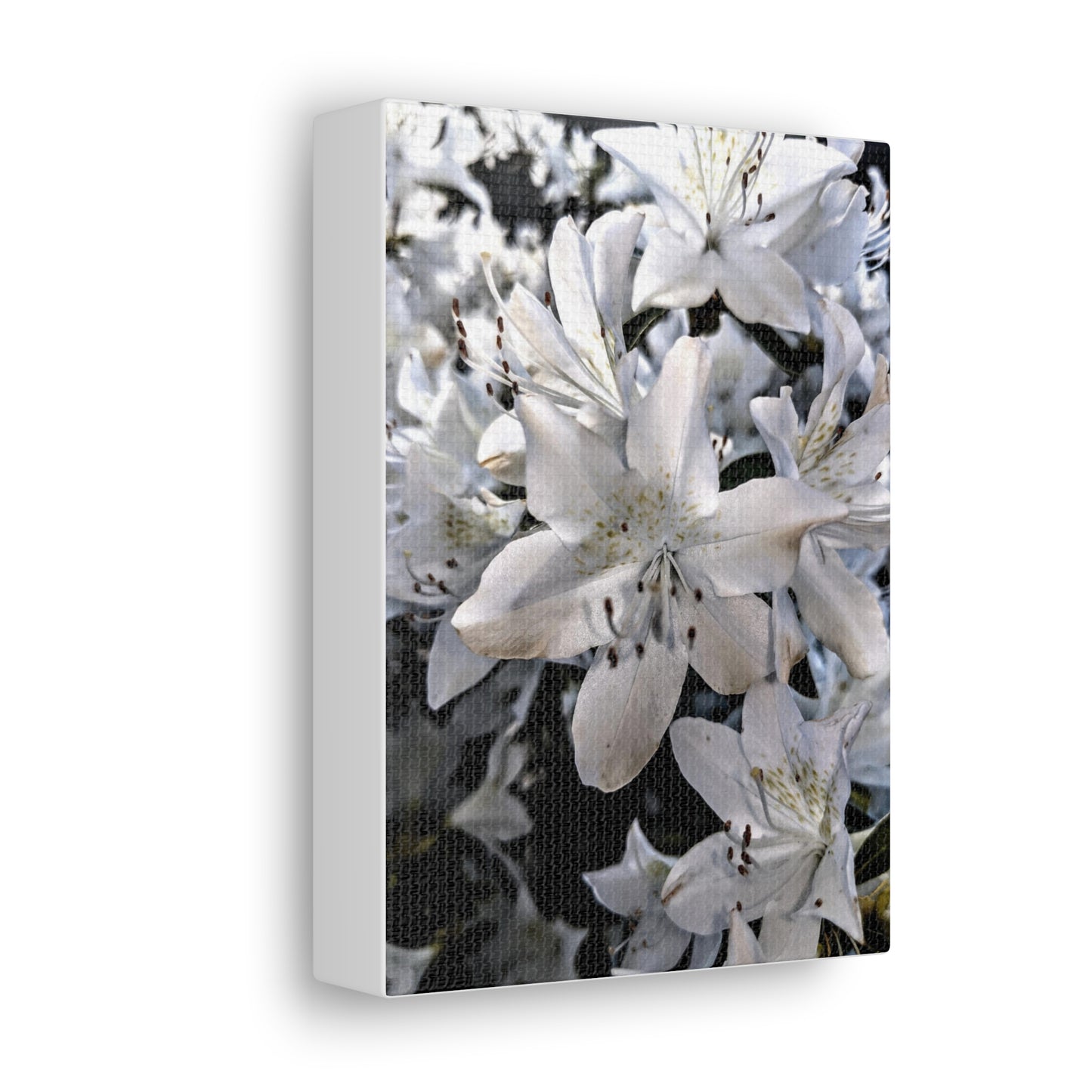 Classic White Blooms - Canvas Gallery Wraps