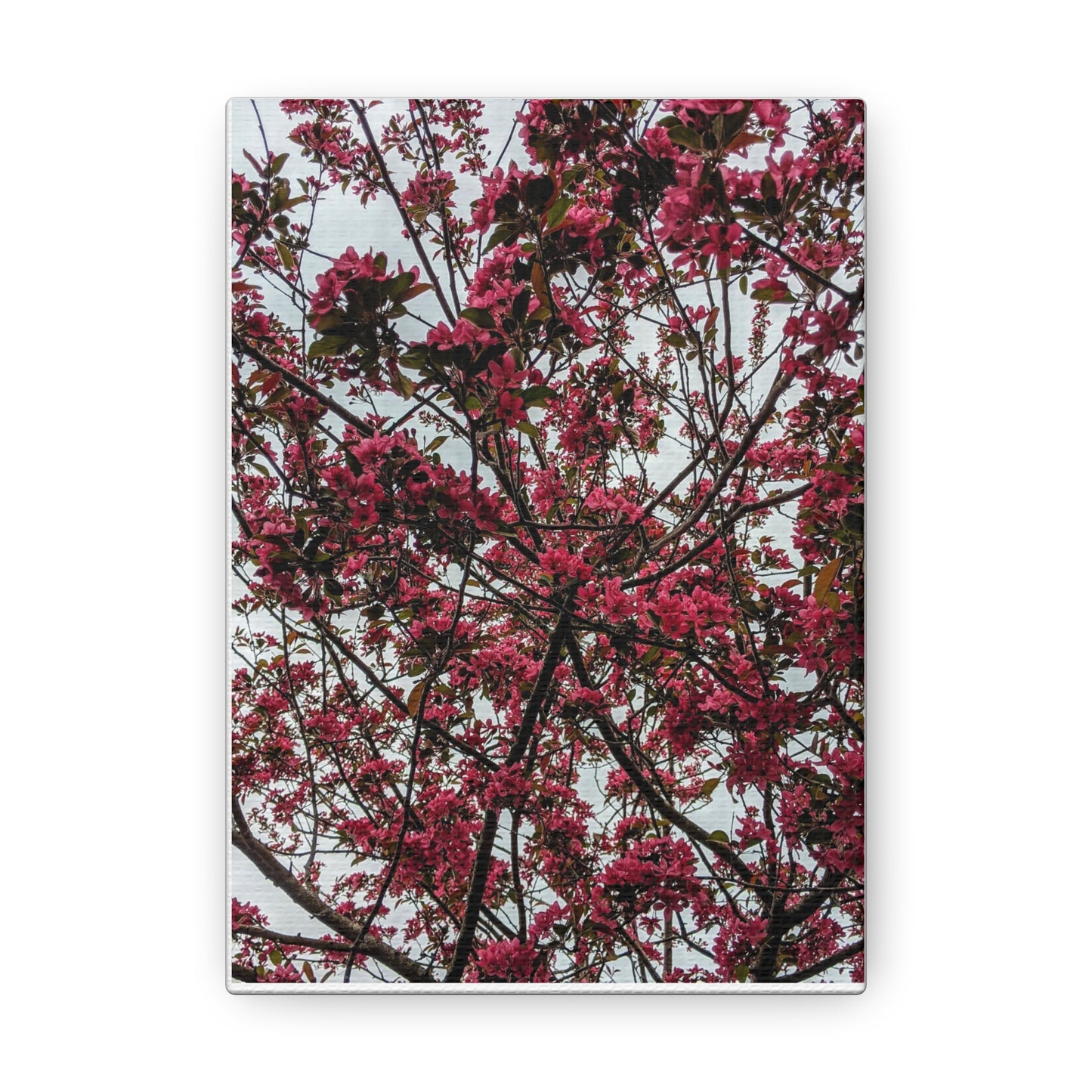 Apple Blossoms on a Grey Day - Canvas Gallery Wraps