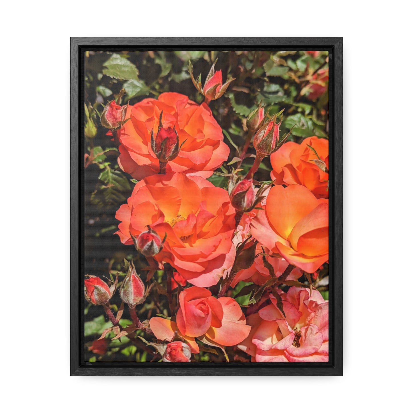 Orange roses