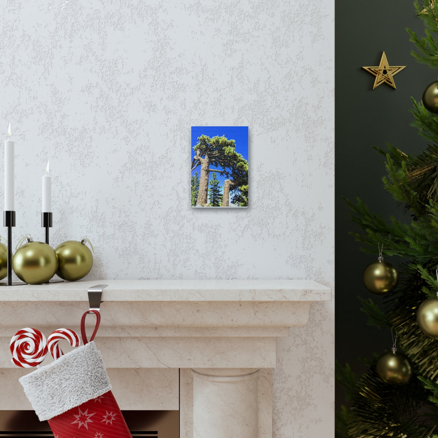 Mount San Jacinto State Park #3 - Canvas Gallery Wraps