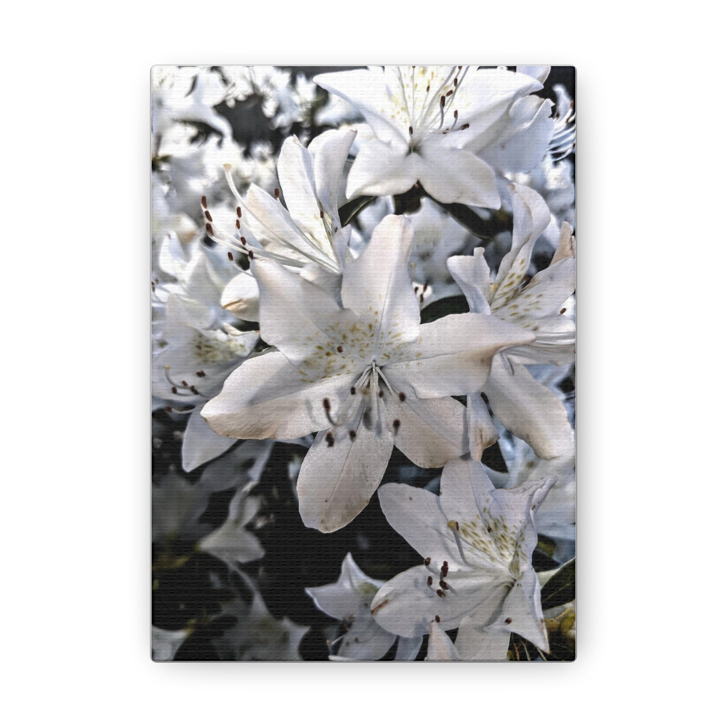 Classic White Blooms - Canvas Gallery Wraps