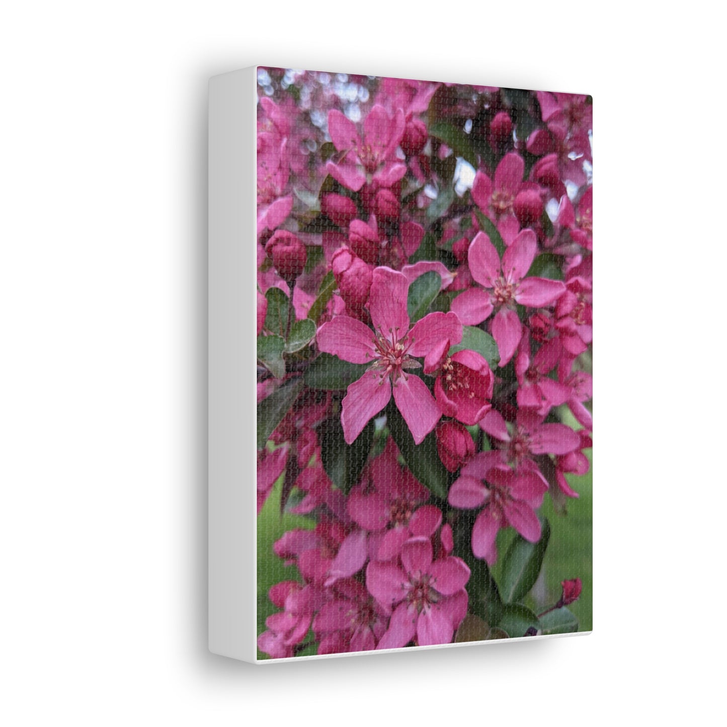 Apple Blossoms - Canvas Gallery Wraps