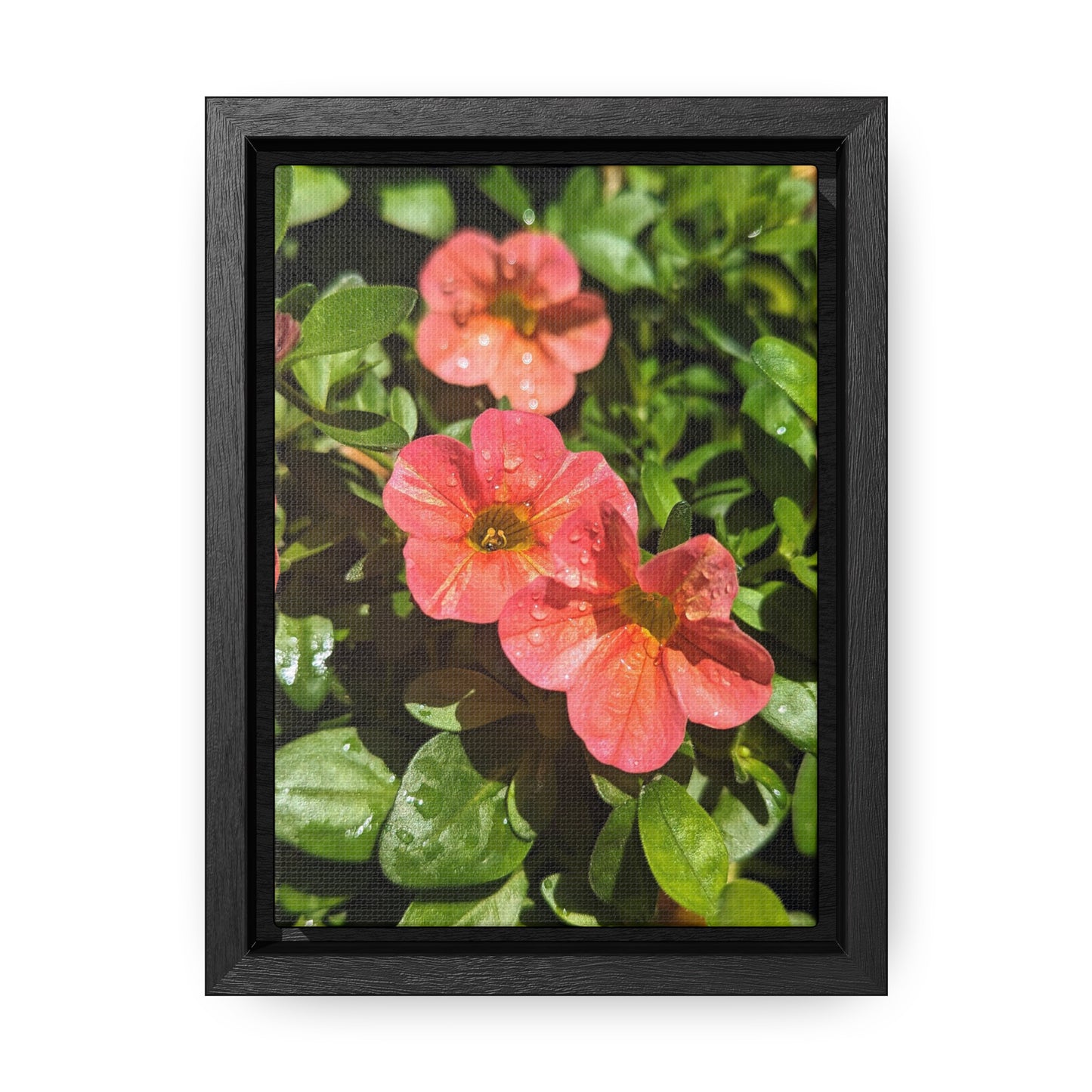 Garden flower after a gentle rain #2