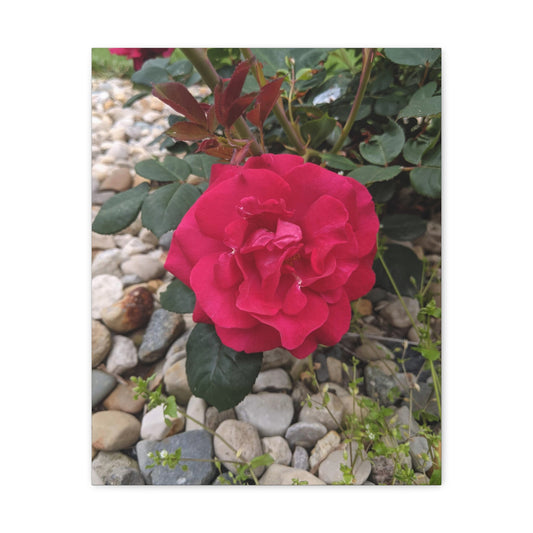 A Garden Rose - Canvas Gallery Wraps