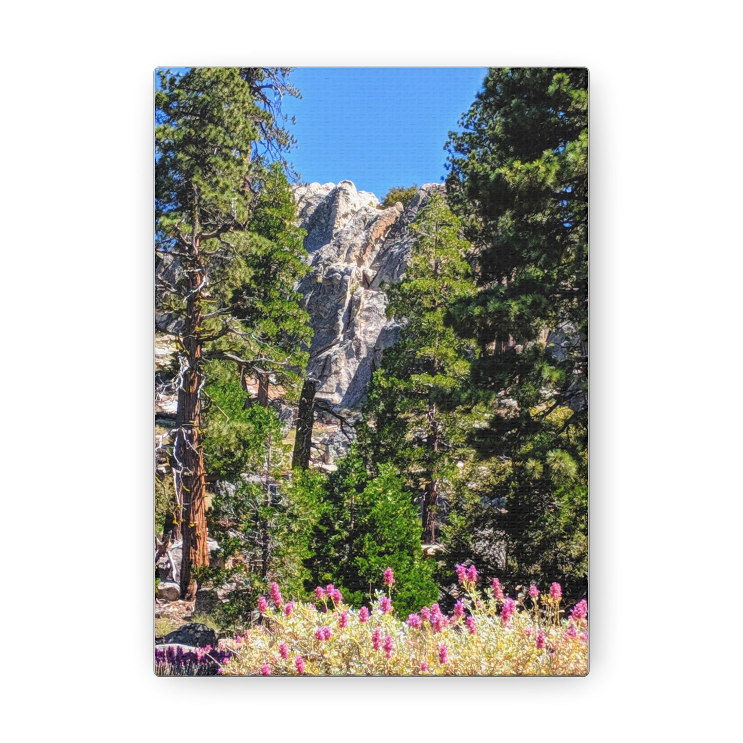 Mount San Jacinto State Park #1 - Canvas Gallery Wraps