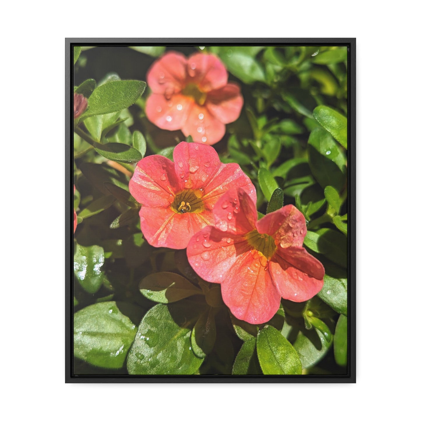 Garden flower after a gentle rain #2