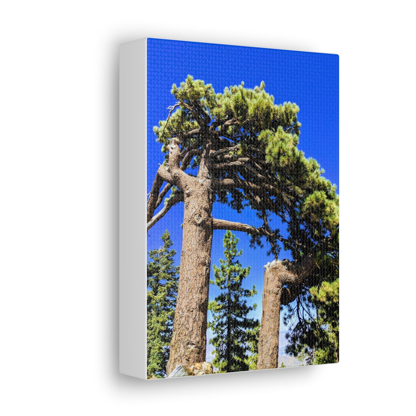 Mount San Jacinto State Park #3 - Canvas Gallery Wraps