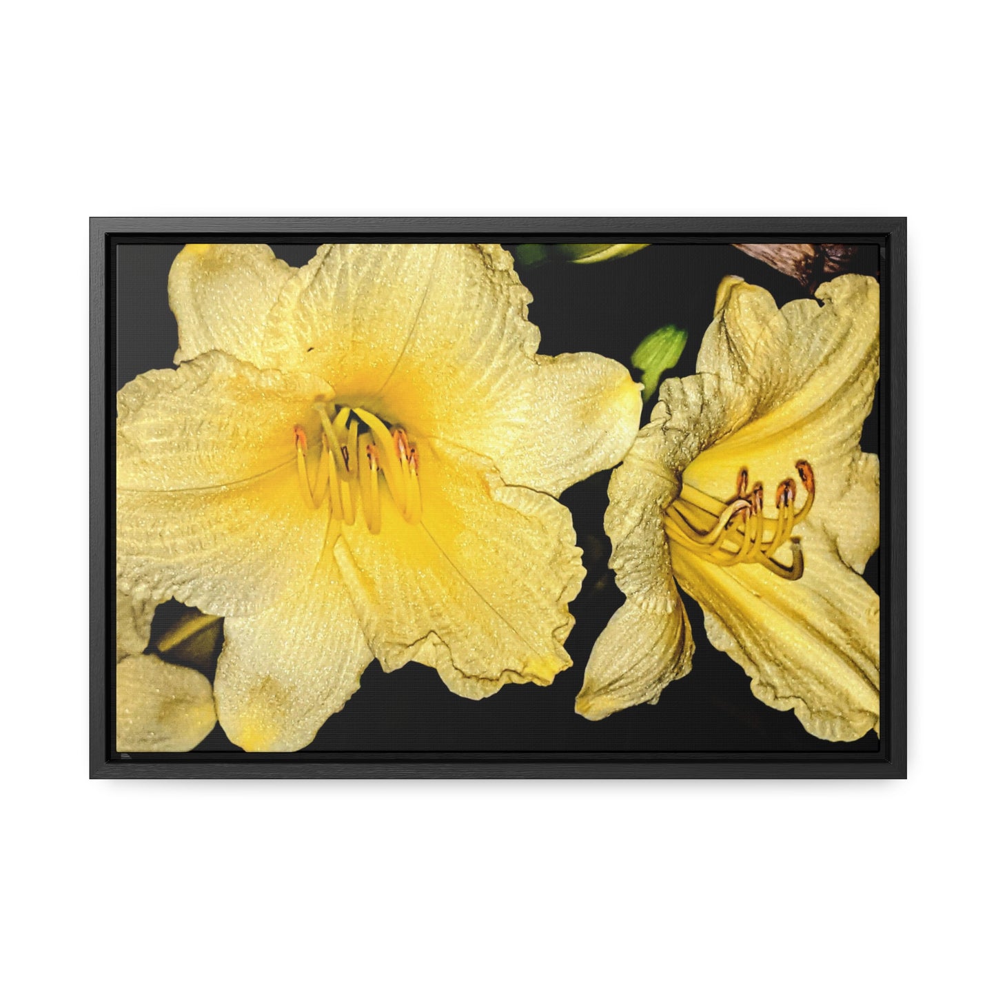 Yellow Flower - Gallery Canvas Wraps, Horizontal Frame