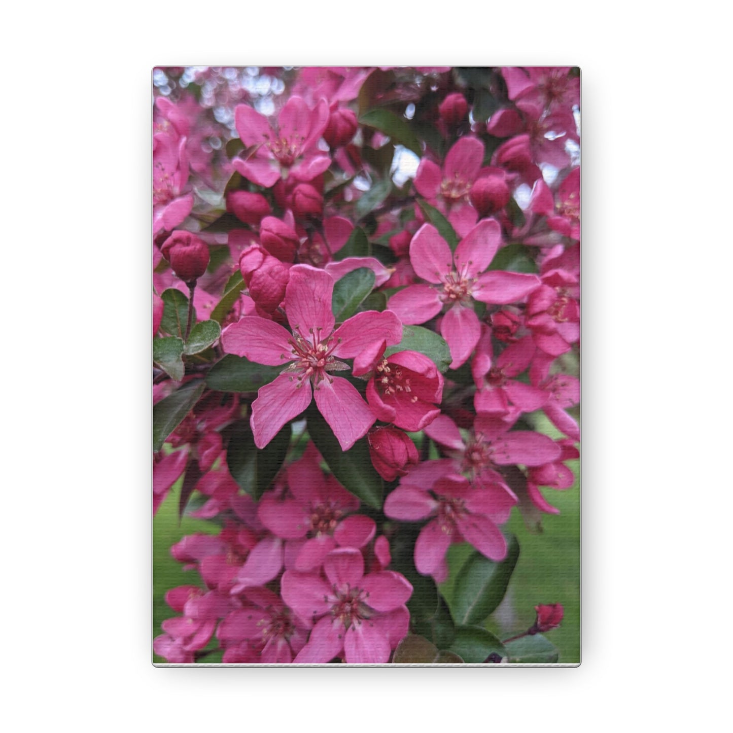 Apple Blossoms - Canvas Gallery Wraps