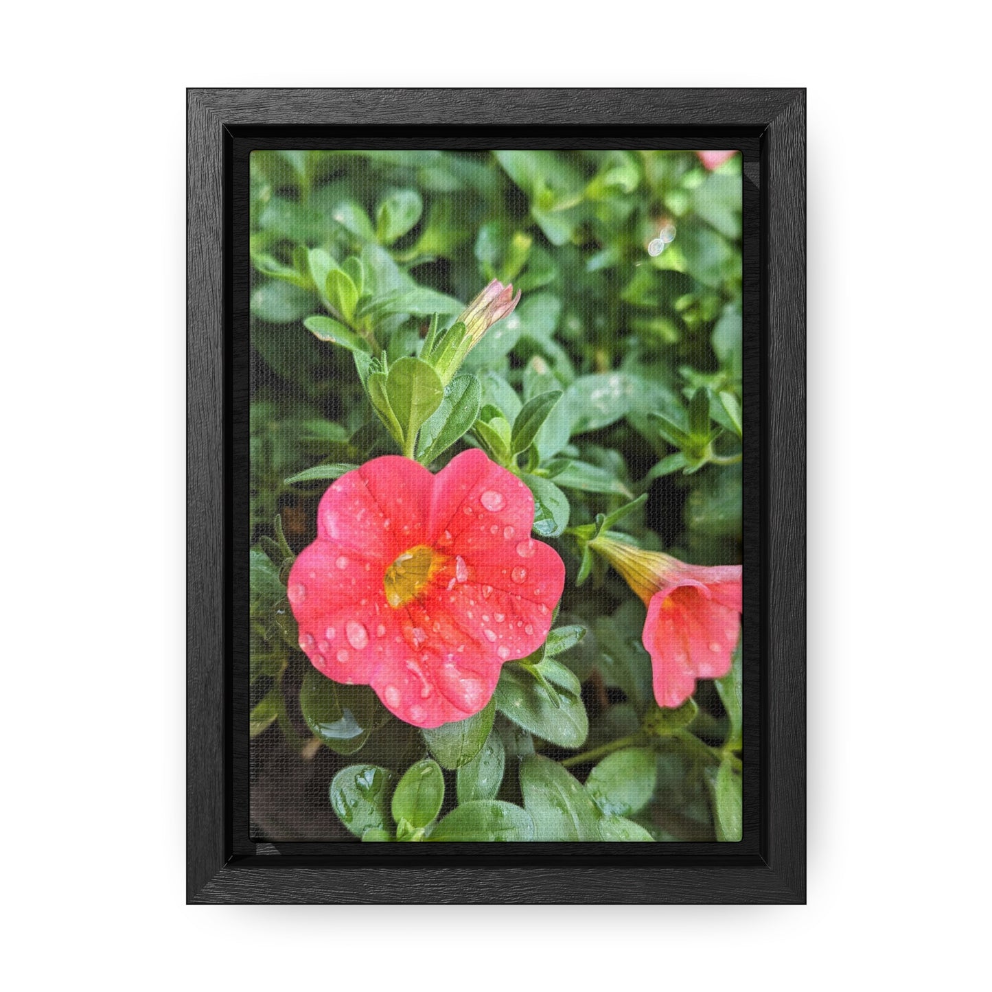 Garden flower after a gentle rain