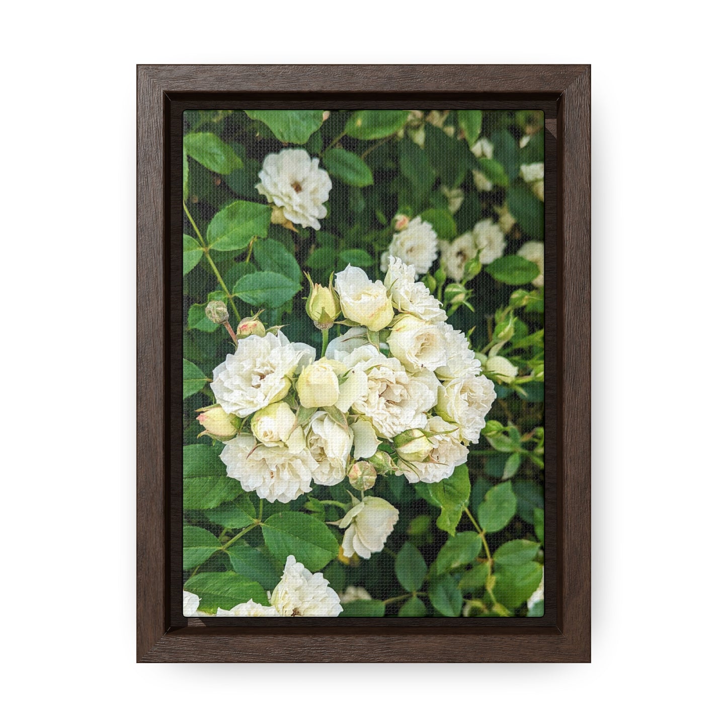 White rose vertical