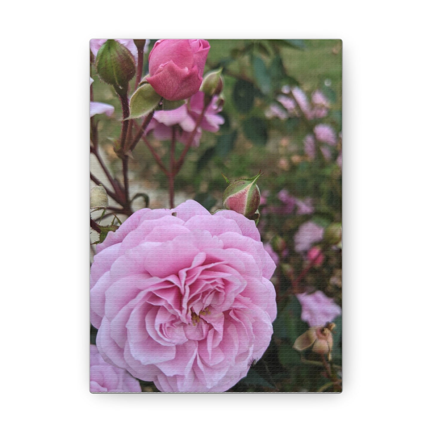 Pink Garden Roses - Canvas Gallery Wraps