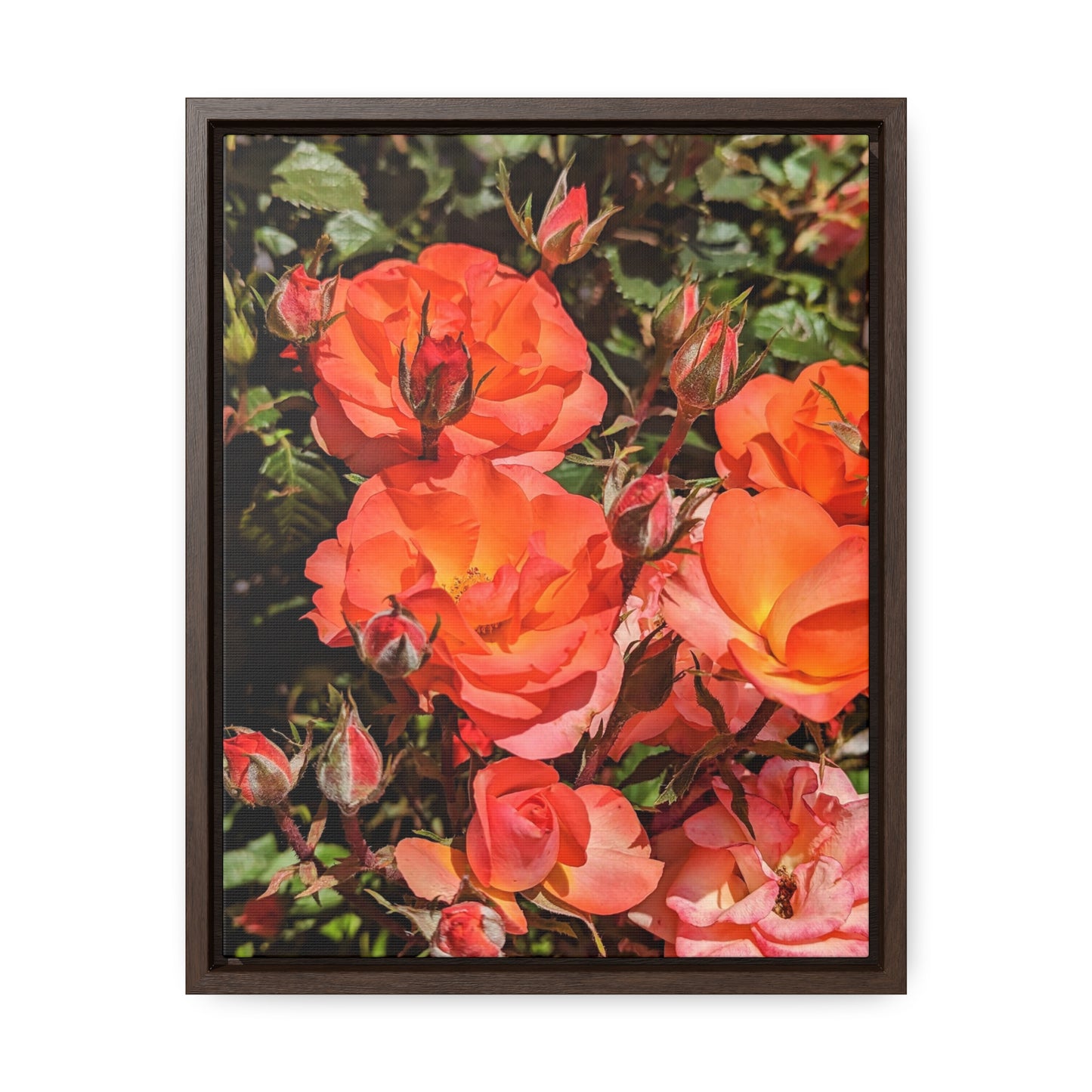 Orange roses