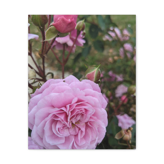 Pink Garden Roses - Canvas Gallery Wraps