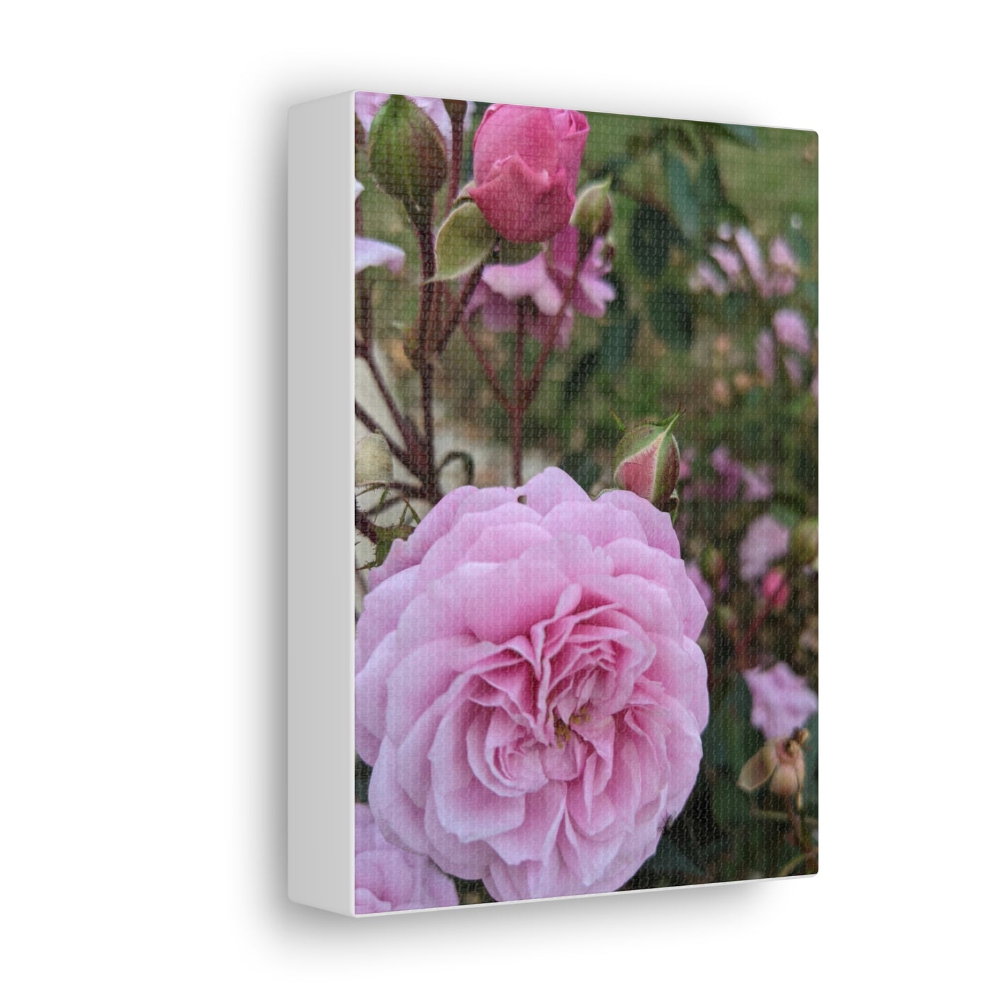 Pink Garden Roses - Canvas Gallery Wraps