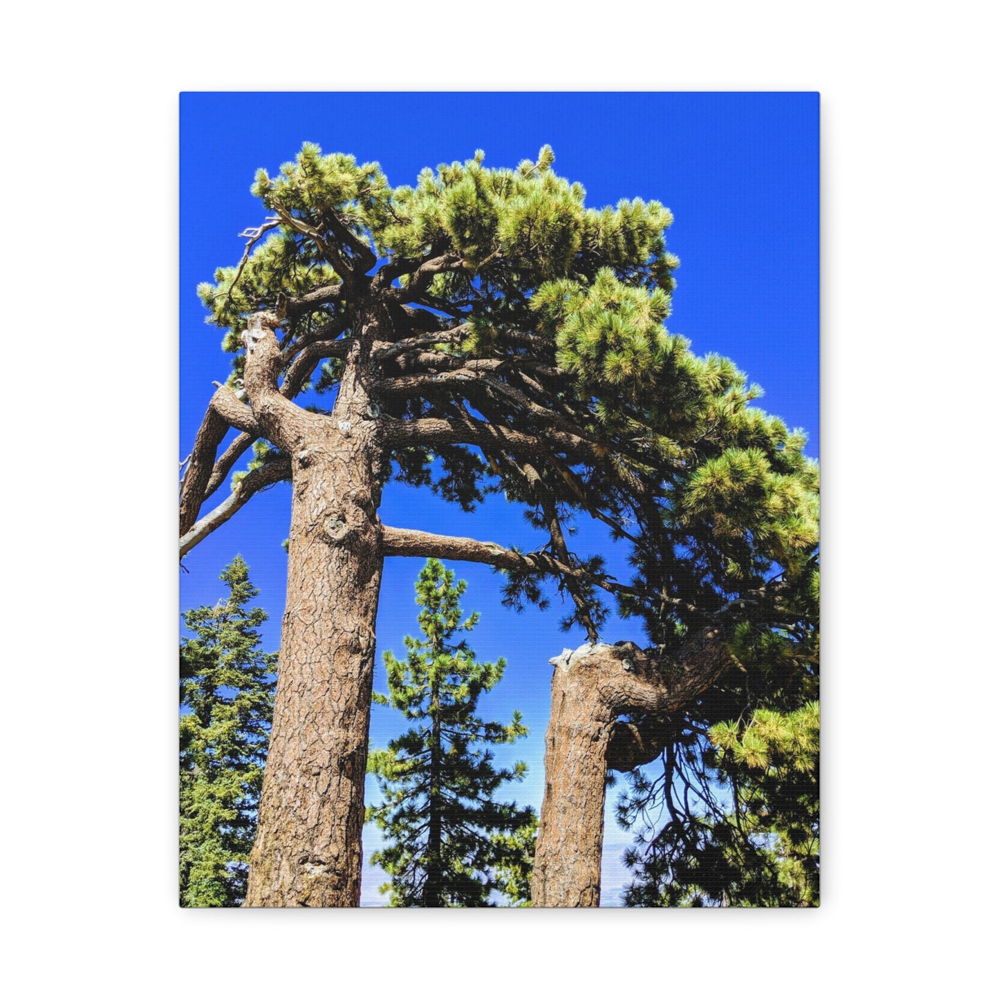 Mount San Jacinto State Park #3 - Canvas Gallery Wraps