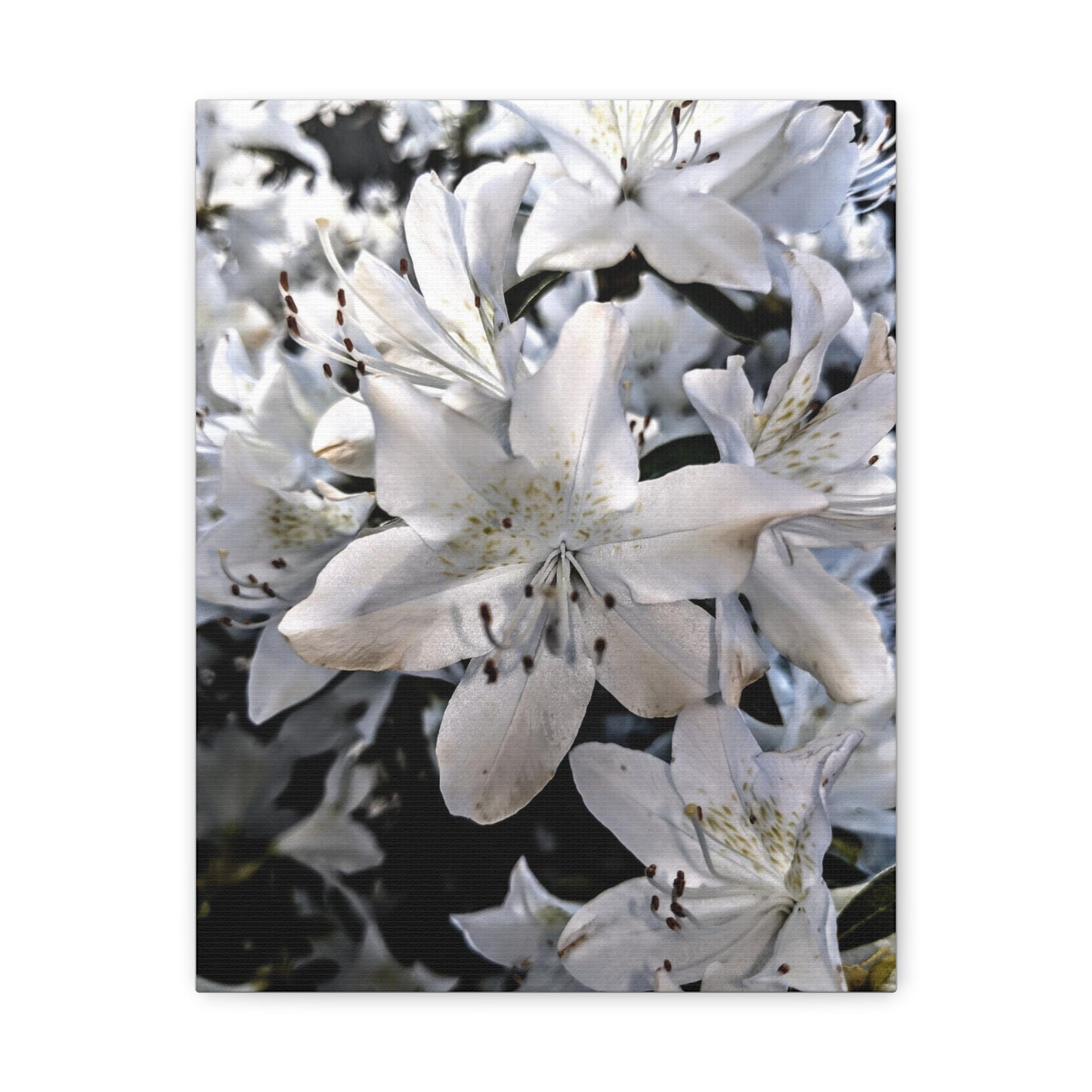 Classic White Blooms - Canvas Gallery Wraps