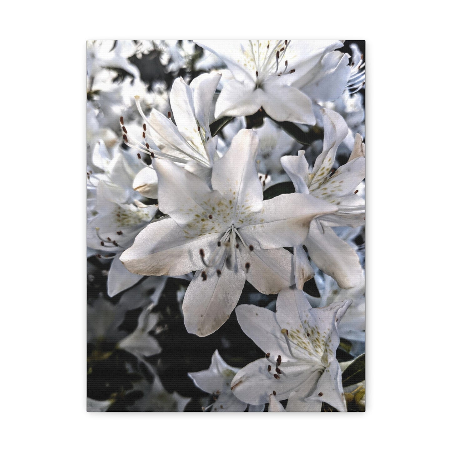 Classic White Blooms - Canvas Gallery Wraps