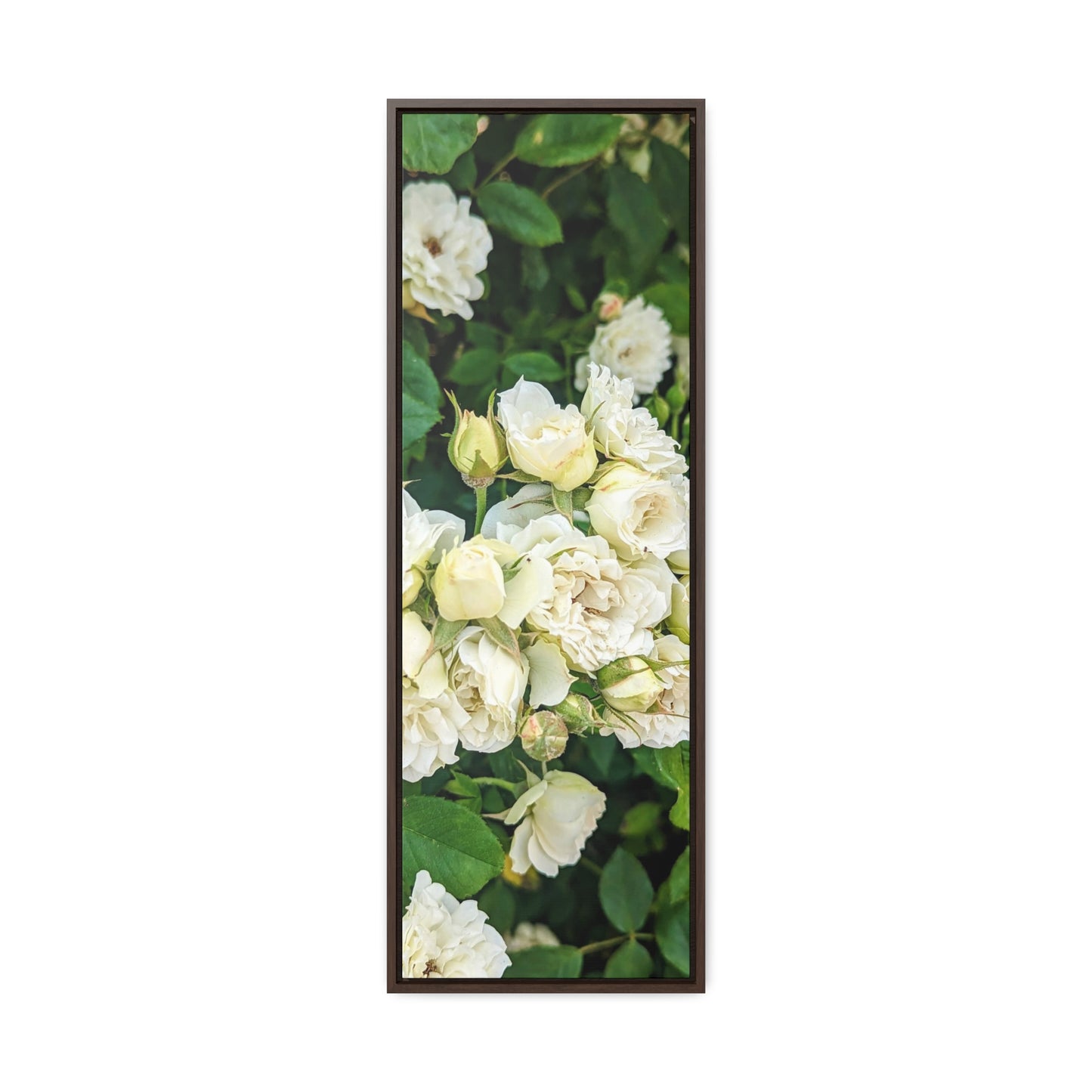 White rose vertical