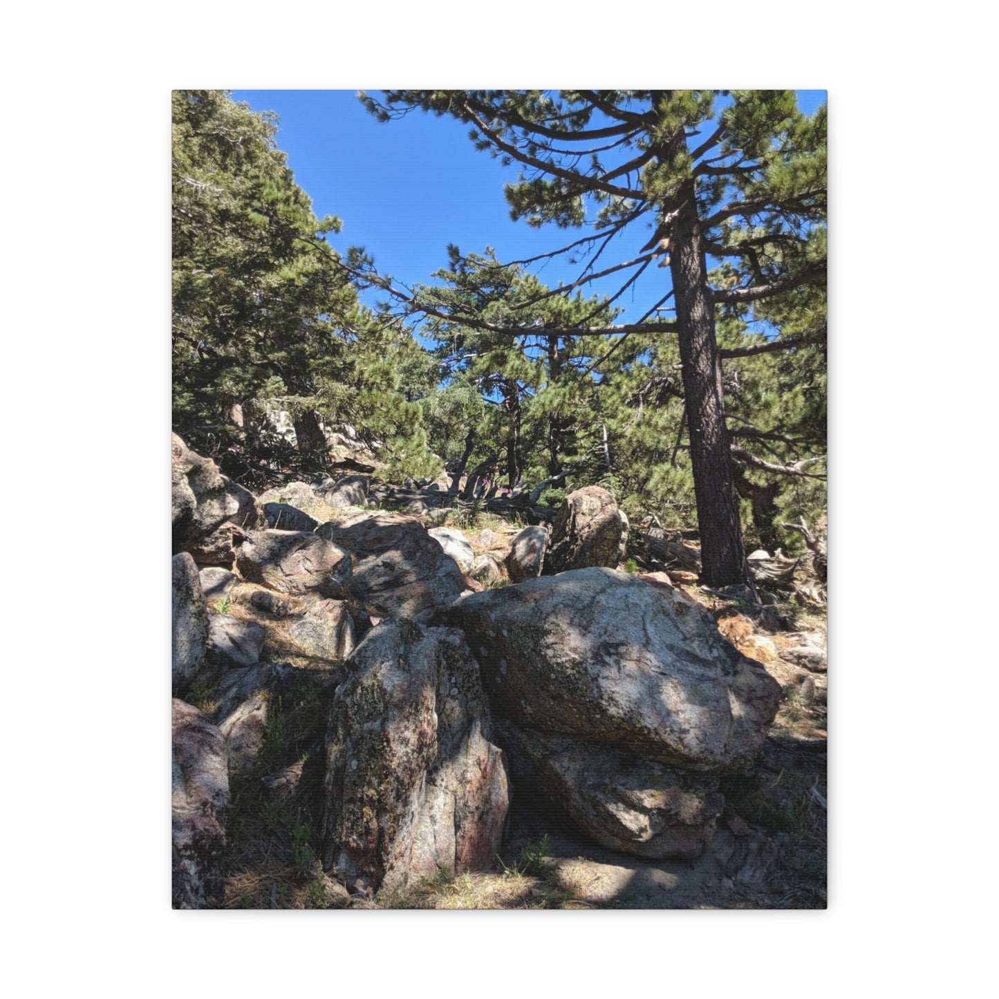 Mount San Jacinto State Park #2 - Canvas Gallery Wraps