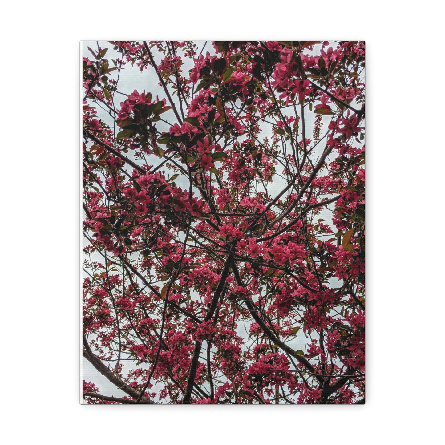Apple Blossoms on a Grey Day - Canvas Gallery Wraps