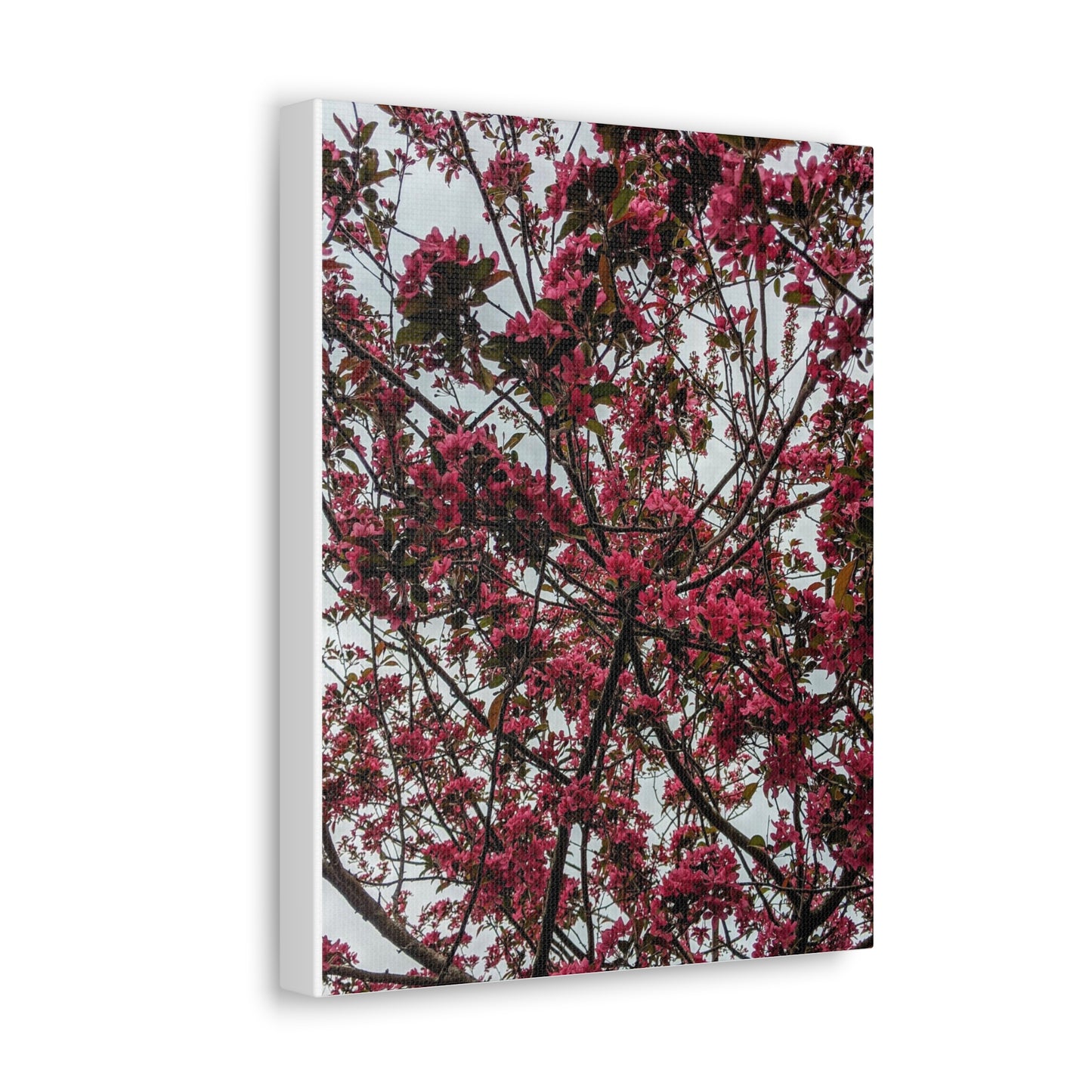 Apple Blossoms on a Grey Day - Canvas Gallery Wraps