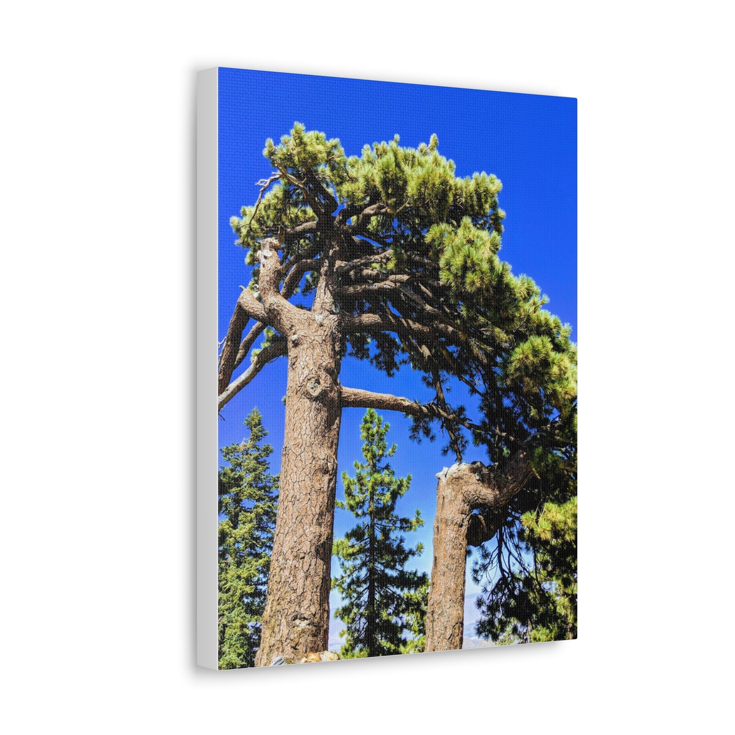 Mount San Jacinto State Park #3 - Canvas Gallery Wraps