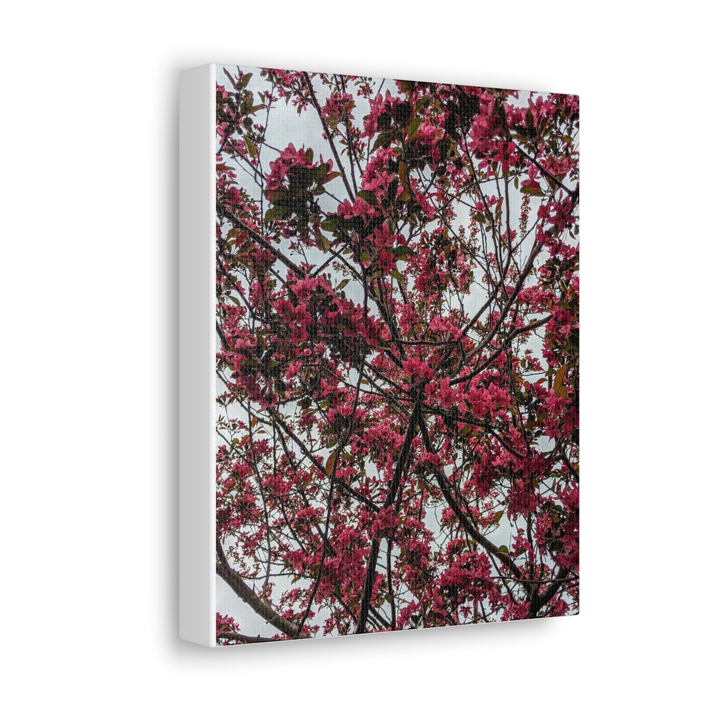 Apple Blossoms on a Grey Day - Canvas Gallery Wraps