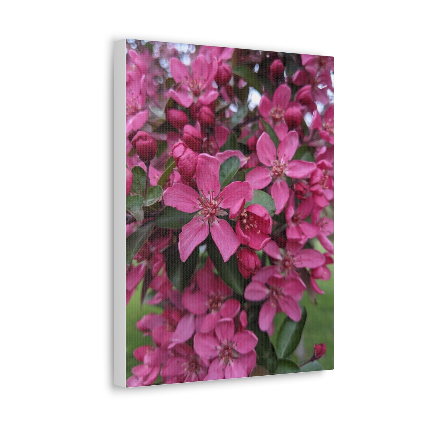 Apple Blossoms - Canvas Gallery Wraps