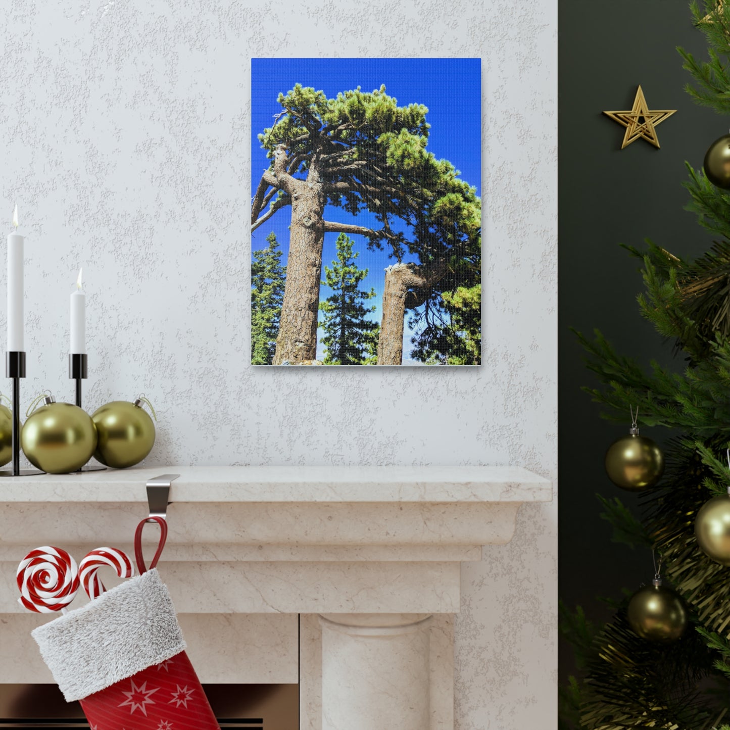 Mount San Jacinto State Park #3 - Canvas Gallery Wraps