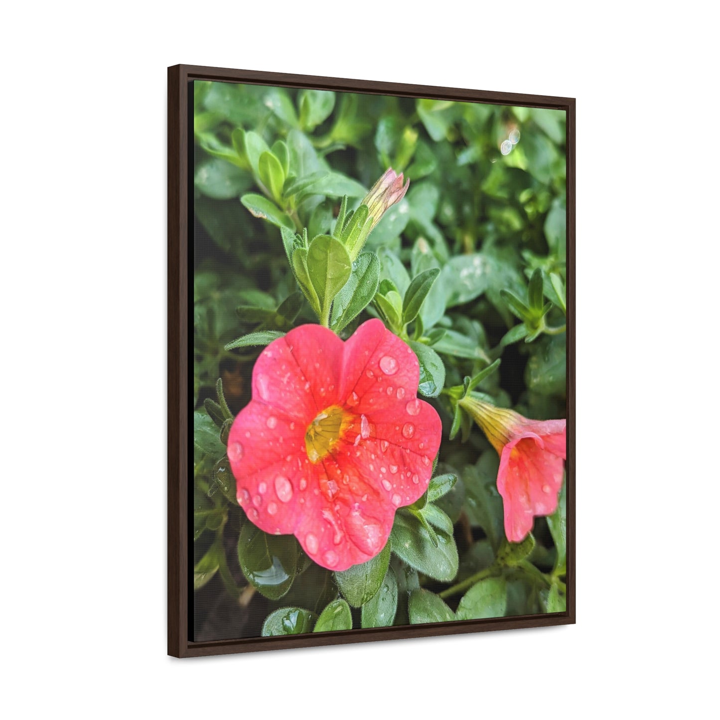 Garden flower after a gentle rain