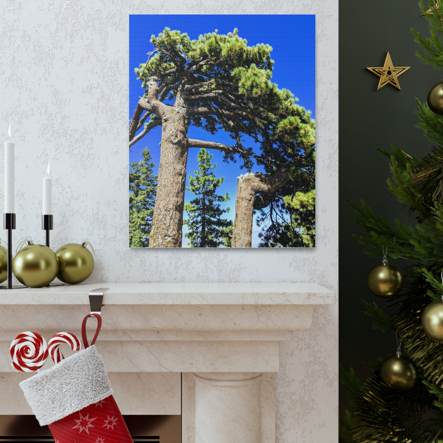 Mount San Jacinto State Park #3 - Canvas Gallery Wraps