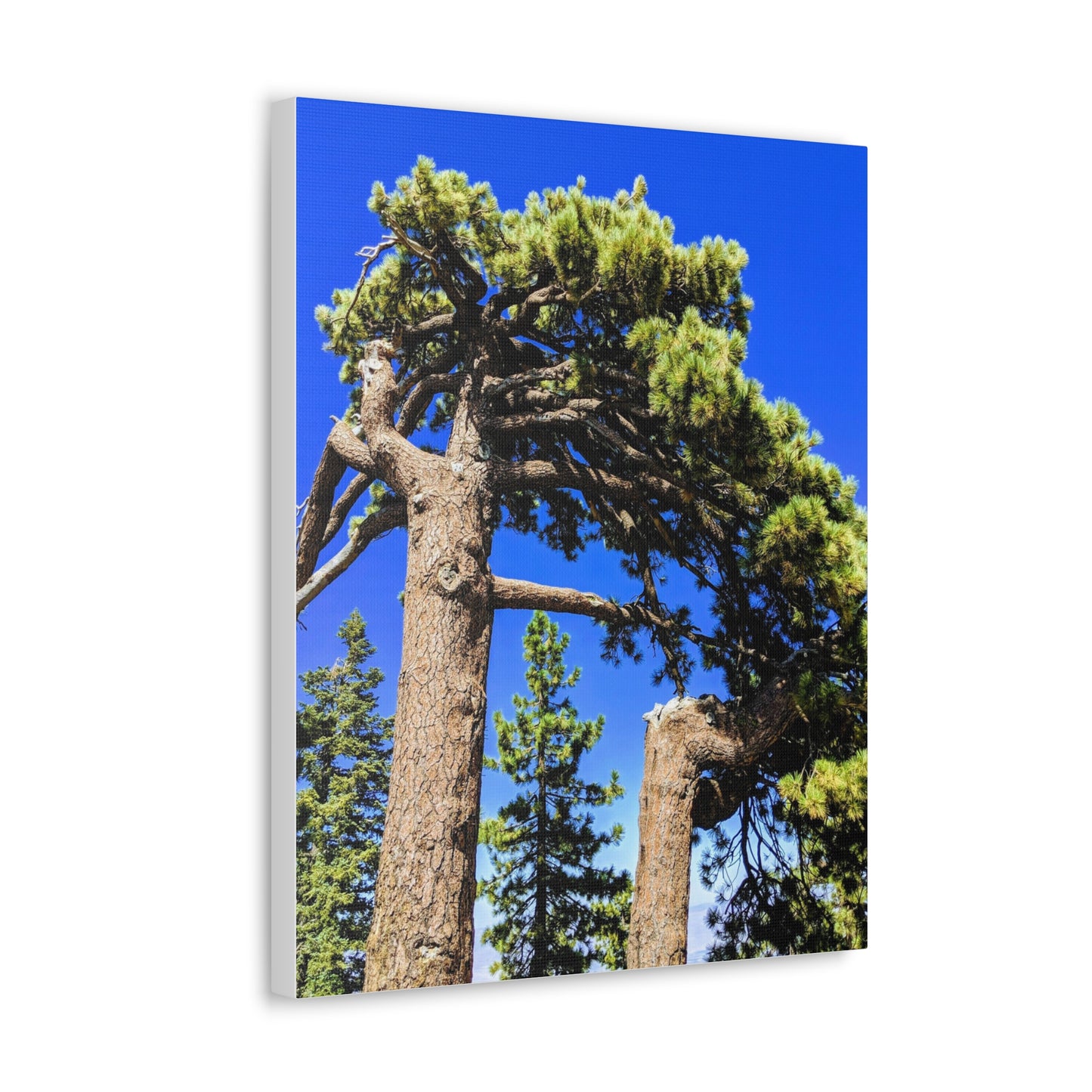 Mount San Jacinto State Park #3 - Canvas Gallery Wraps